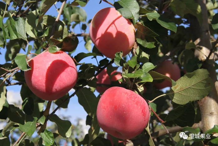 果业企业苹果丰收的新闻稿秋苹果丰收农民园里采摘忙纪实