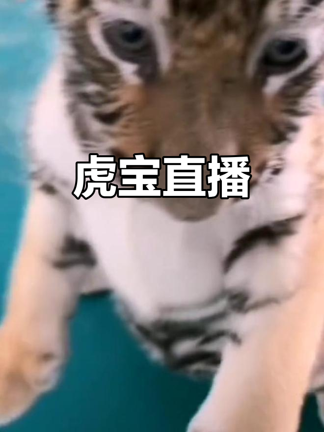 老虎直播平台苹果版小老虎软件破解苹果版下载中文版